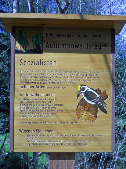 Wußtet Ihr schon, dass es einen Dreizehenspecht gibt?
Info-Tafel - Aufichtensteg im Nationalpark Bayerischer Wald - Spiegelau