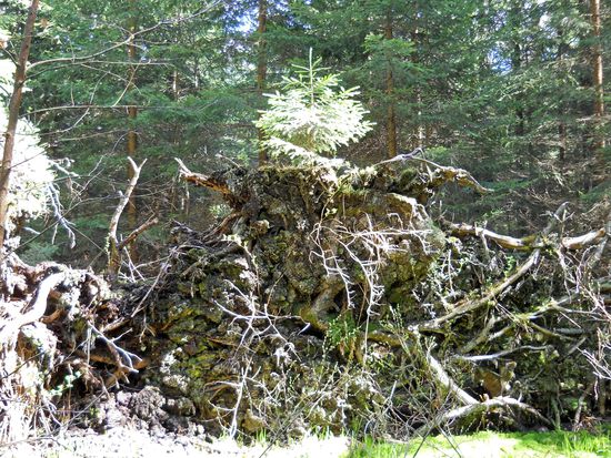 Auch hier neues Leben - neuer Baum - auf einer Wurzel eines umgestürzten Baumes. Aufichtensteg - Nationalpark Bayerischer Wald Spiegelau.