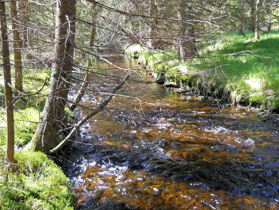 Der Fluss Schwarzach fließt durch den Natururwald um den Aufichtensteg im Nationalpark Bayerischer Wald - Spiegelau.