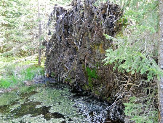 Hier hat sich ein Sonderbiotop gebildet mit Fröschen, Bergmolchen und anderen Kleintieren - Aufichtensteg Nationalpark Bayerischer Wald.