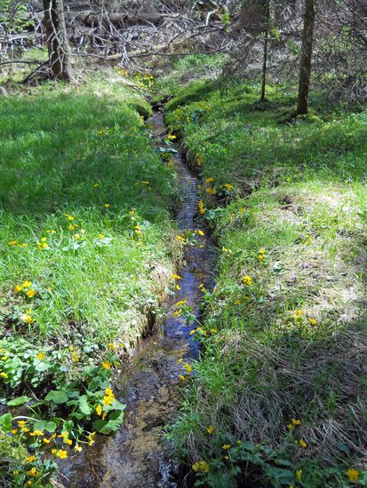 Kleine Bäche durchziehen den Natururwald um den Aufichtensteg im Nationalpark Bayerischer Wald - Spiegelau.