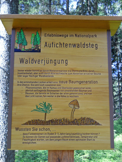 Hier wird über die Waldverjüngung im Natururwald im Nationalpark Bayerischer Wald informiert.
