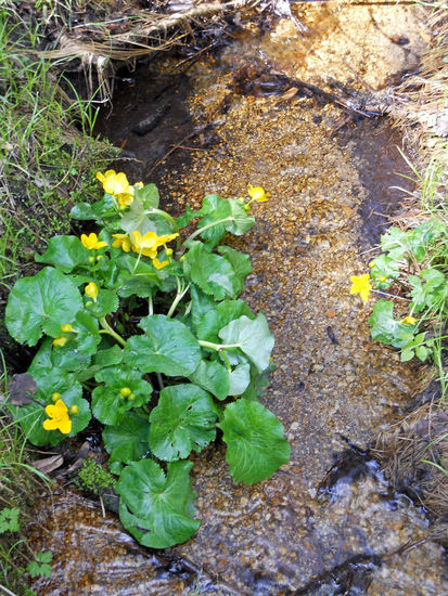Überall sieht man diese blühenden Blumen - Aufichtensteg im Nationalpark Bayerischer Wald - Spiegelau.