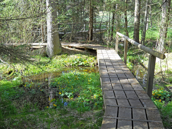 Auf diesem hölzernen Steg läuft man durch den Natururwald Aufichtensteg im Nationalpark Bayerischer Wald - Spiegelau.