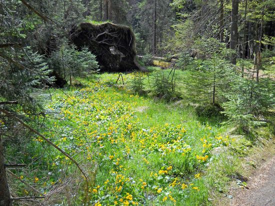 Kleine Lichtung im Natururwald um den Aufichtensteg Nationalpark Bayerischer Wald - Spiegelau.