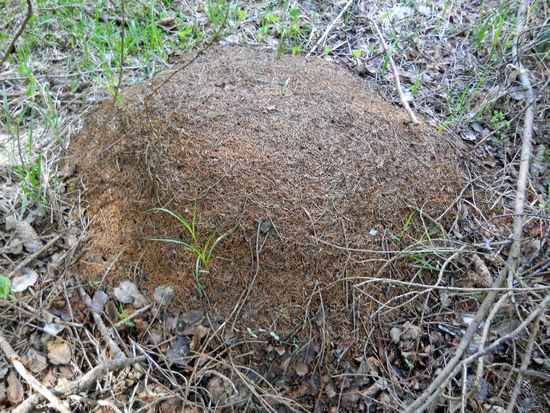 Ameisenhügel im Natururwald um den Aufichtensteg im Nationalpark Bayerischer Wald.