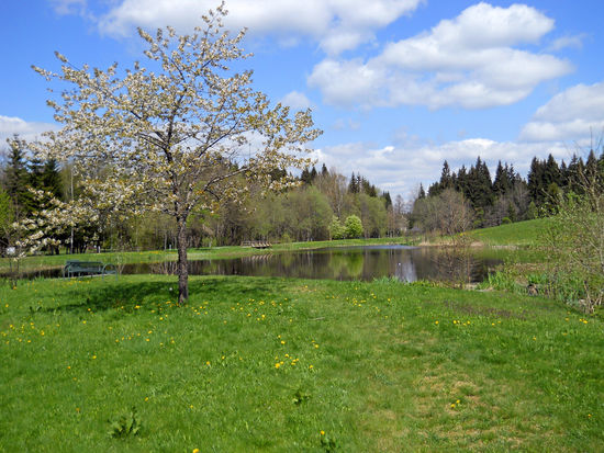 Blühender Baum im Kur- und Gemeindepark Spiegelau - Nationalpark Bayerischer Wald.