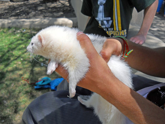 Taos - Jugendliche haben ein zahmes Frettchen dabei und es macht Spass, dem lustigen Treiben des Tieres zuzusehen.