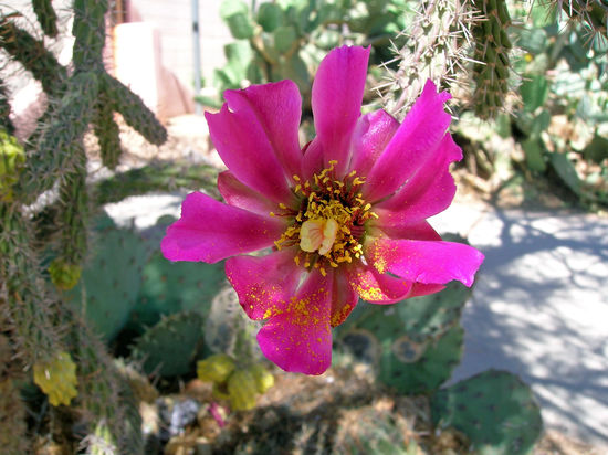 Blühende Kaktee, gesehen in Tombstone.