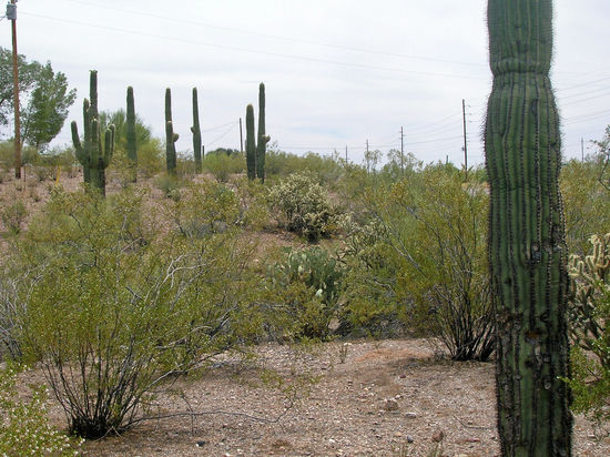 Leider fiel der Besuch im Saguaro NP, nahe Tucson, aus. In diesem schönen Park sind die "Säulenkakteen" Zuhause, der Kandelaberkaktus Carnegiea gigantea - Saguaro.