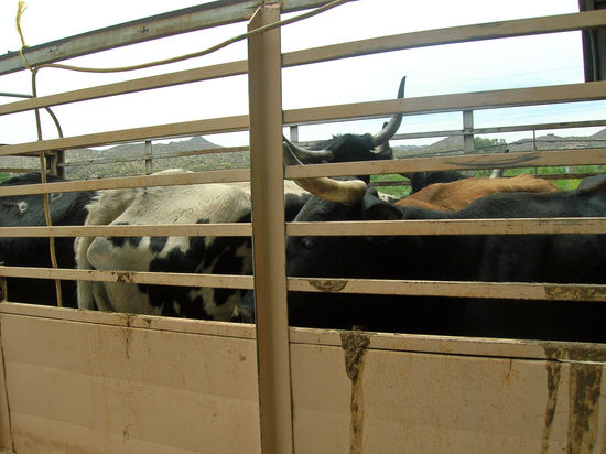 Gesehen auf der Fahrt von Tucson nach Phoenix.