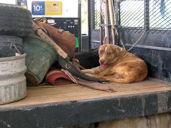Ausnahmsweise war dieser Hund auf dem Truck angekettet.