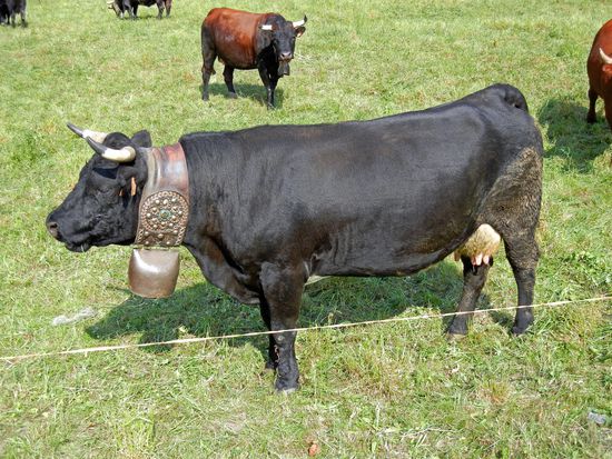 Prächtige Rinder im Aosta-Tal