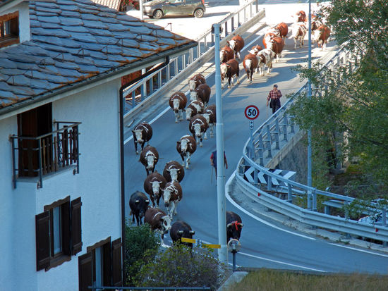 Etroubles - Abends kamen die Kühe für die Nacht in den Stall