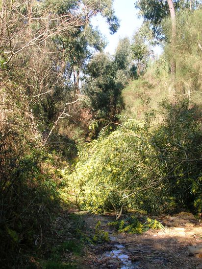 Ein Baum versperrte uns den Weg. Tage davor hat es sehr gestürmt und geregnet, was mir später noch zum Verhängnis wurde
