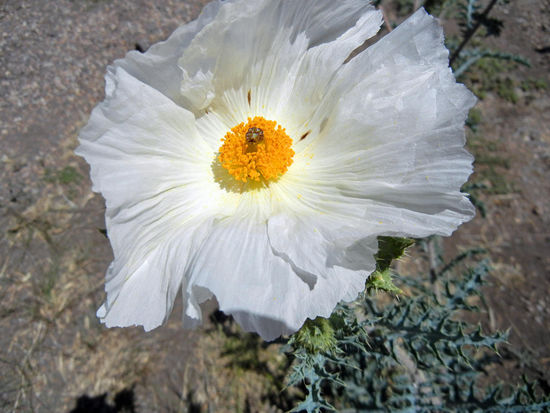 Im Chiricahua National Monument