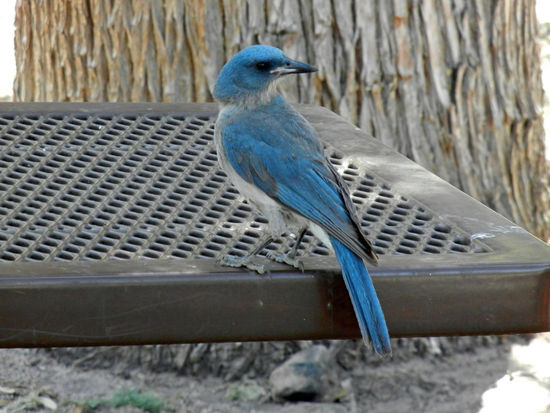 Im Chiricahua National Monument -  Mexican Jay