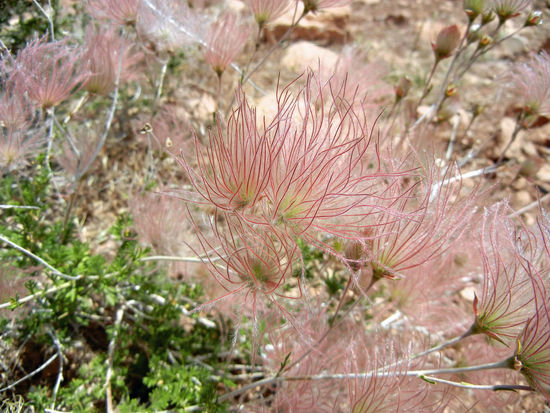 Apache Plume - so filigran