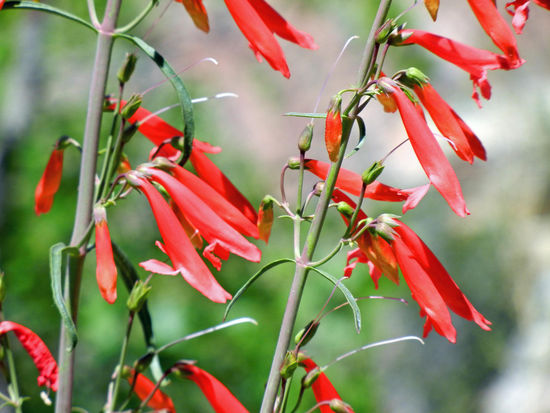 Wunderschöne Blumen im Grand Canyon