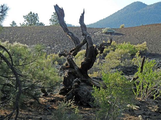 Sunset Crater Volcano National Monument