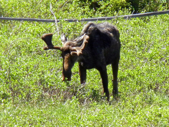 Cache La Poudre River Wilderness
