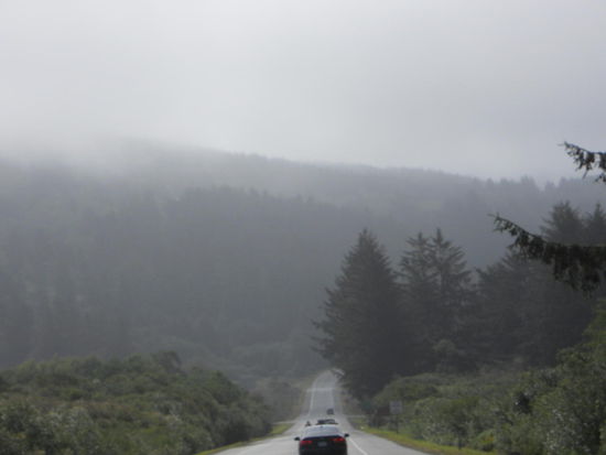 Nebel an der Oregon Coast - wichtig für die Redwoods