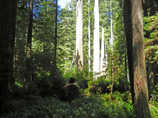 Praerie Creek Redwoods State Park