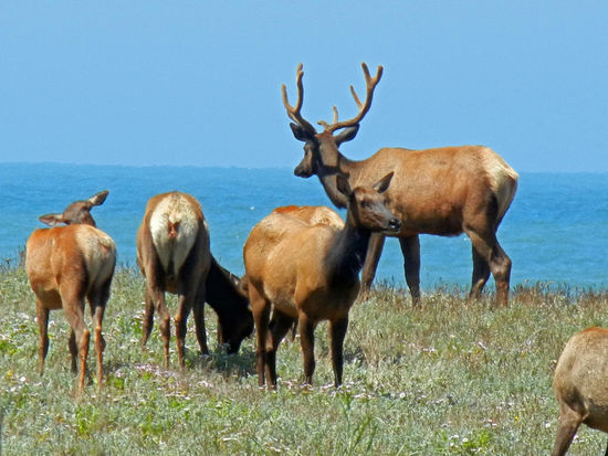Elk oder Wapiti - ist eine der größten Hirscharten der Welt und eines der größten Säugetiere in Nordamerika und Ostasien. Einige Kulturen verehren Elks als spirituelle Wesen