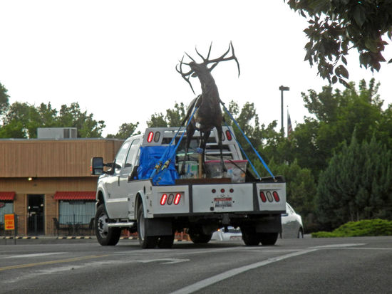 Wahnsinn - gesehen in Fruita