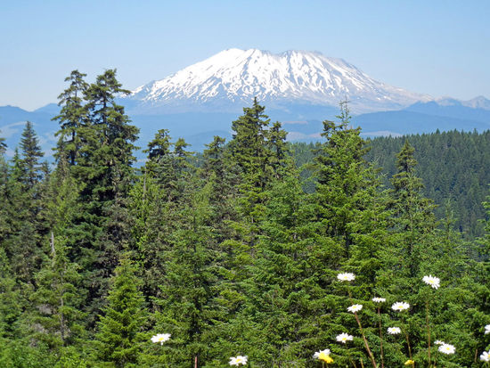 Blick auf Mount St. Helens