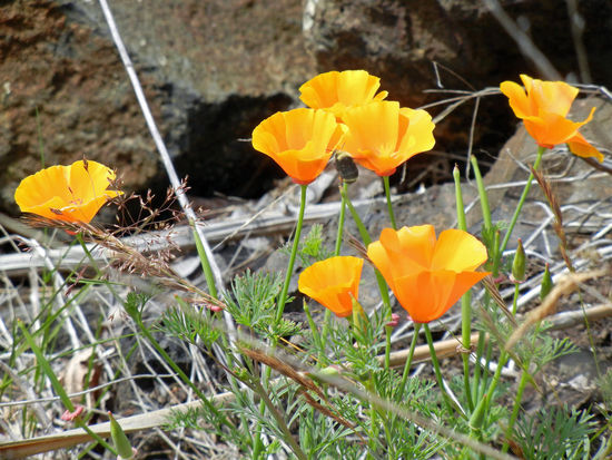 Blumen am Dismal Nitch