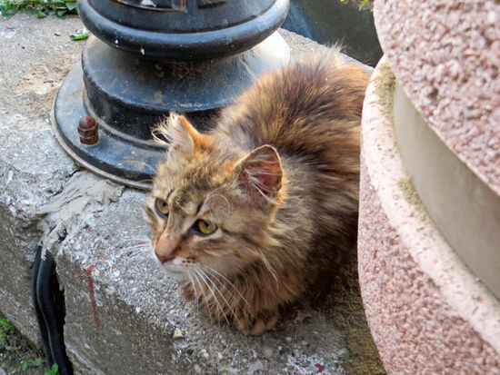 Kleine Besucherin in einem Restaurant am Hafen in Gelibolu, Türkei