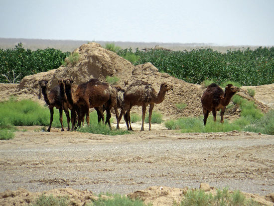 Wilde Kamele in der Dasht-e Kavir Wüste