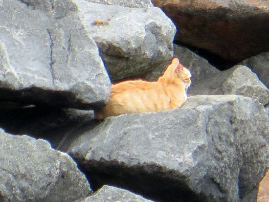 Sie hat sich vor einem Hund in Sicherheit gebracht