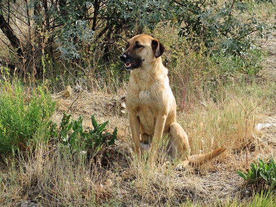 Es gibt viele wilde, z. T. halb verhungerte Hunde in der Türkei. Leider können wir sie nicht mitnehmen.