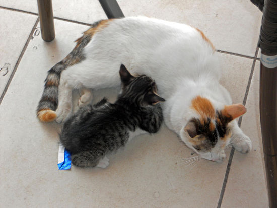 Halbverhungerte Katze an einer Raststätte mit Jungem