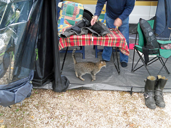 Unser täglicher Hausgast   