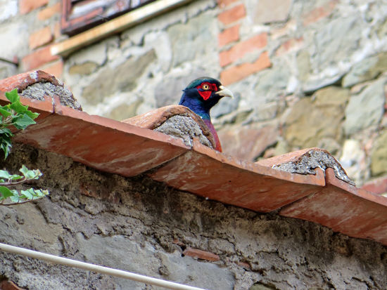 Auf dem Dach    Isola Maggiore