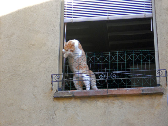 Pienza - Neugierige Katze