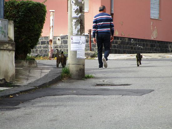 Katzen, die ihr Herrchen wie Hunde begleiten - Aci Trezza
