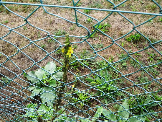 Nach der langen Trockenperiode - erste Blumen
