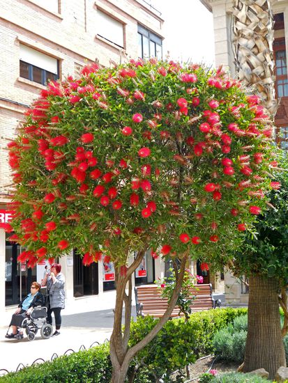 Huercal-Overa - Plaza Cura del Valera