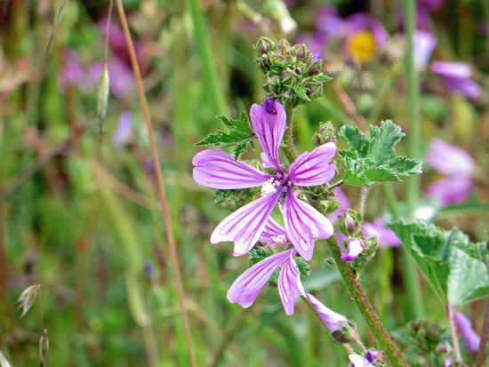 Campigplatz Maria, Los Velez Natural Park
