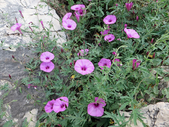 Campigplatz Maria, Los Velez Natural Park