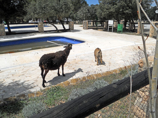 Campigplatz Maria, Los Velez Natural Park - die Viecher gehörten auch zu
