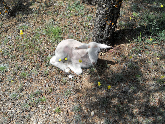 Campigplatz Maria, Los Velez Natural Park
