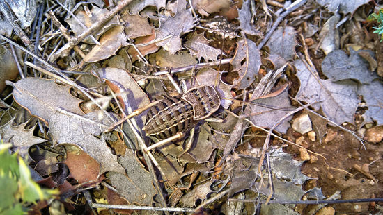 Wer kommt da zu Besuch?