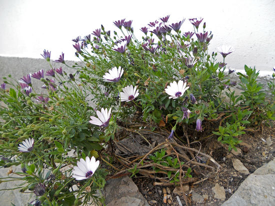Setenil de las Bodegas