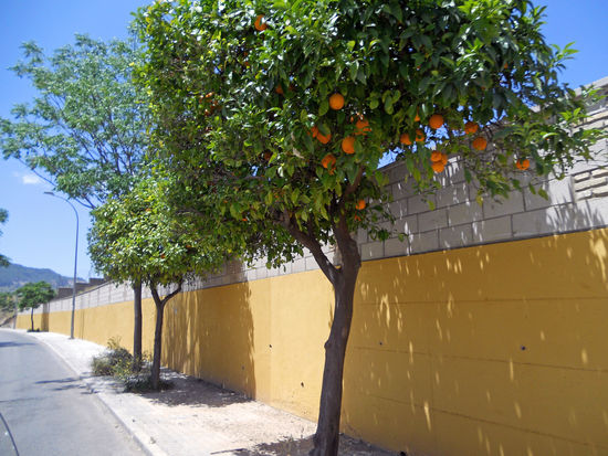 Moron de la Frontera