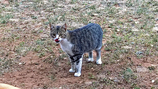 Besuch auf dem Campingplatz - es hat geschmeckt